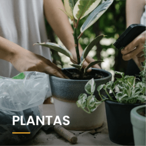 Categoría plantas